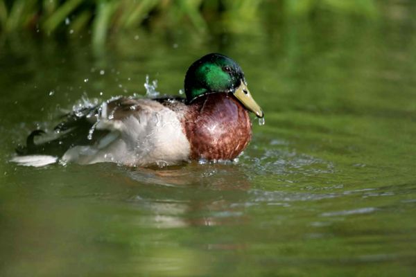 Mallard